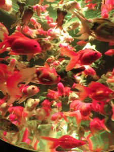 14317525_1094961013915297_8146262710245936504_n