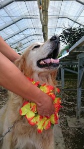 14331726_1087294368015295_1245203983_n