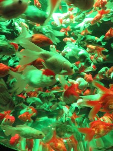 14333587_1094961020581963_4245985763405809183_n