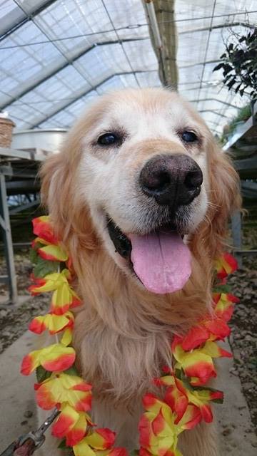 最近のアッシュ君情報☆