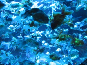 14352037_1094961887248543_2843209786623507189_o