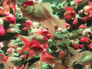 14352084_1095106327234099_1483246404469486957_o