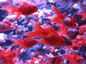 14352215_1094961890581876_5790031303323905074_o