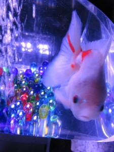 14354884_1094960457248686_876635152625874114_n