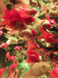 14358916_1094961803915218_6010019254240104527_n