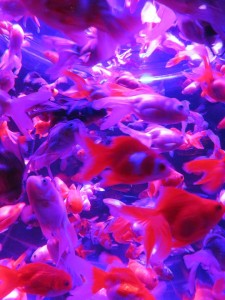 14359126_1094960853915313_5209394283708170035_n