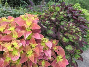 14360262_1091499797594752_1586317179_o