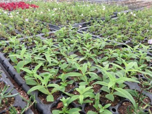 14360422_1091499794261419_1241049433_o