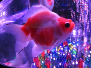 14362437_1094960343915364_8374608411543194122_o