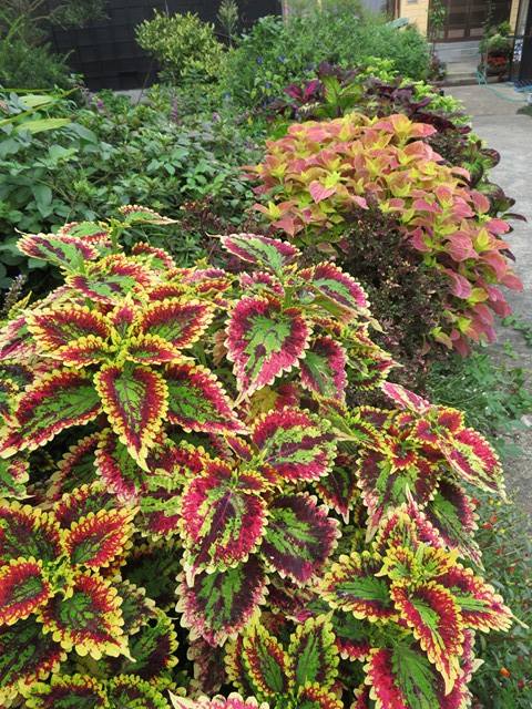 秋になってお花の発色がキレイ