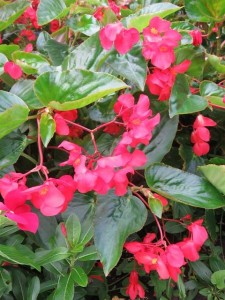 14365515_1091499804261418_703309522_n