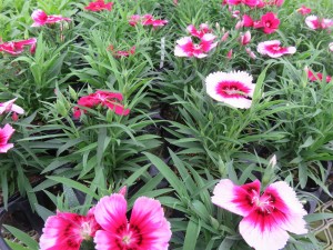 14374691_1091499774261421_1344686792_o