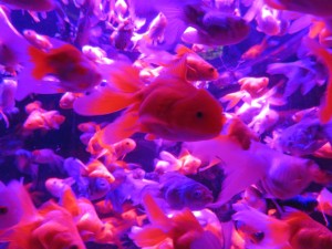 14379939_1095106330567432_8015801139768300602_o