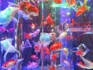 14380175_1094960087248723_8355011386130737940_o