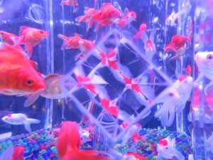 14380196_1094960090582056_5883595815676189905_o