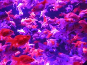 14409511_1095106203900778_8011254609896327194_o