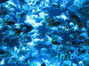 14409550_1094961797248552_795562539808429779_o