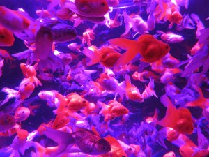 14425422_1094961897248542_6047180494184793039_o