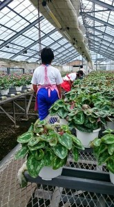 14433091_1099111620166903_1768806191130406218_n