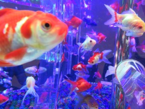 14444595_1094959970582068_1030490328266545549_o