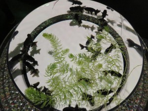 14444822_1095106500567415_3342242967231570374_o