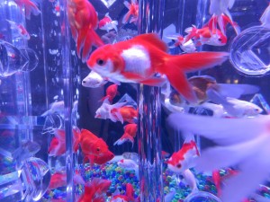 14444893_1094959843915414_3794304252315028798_o