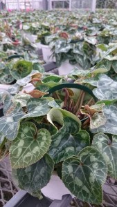 14458962_1096421813769217_43039895_n