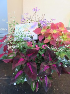 14528193_1101926486552083_691785786_n