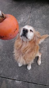 14628258_1120201134724618_1009377329_n