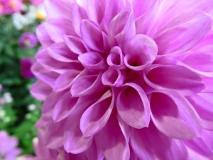 14666035_1122696744475057_1525349245130931521_n