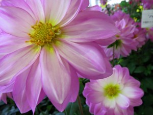 14681656_1122696824475049_686640644101610819_n