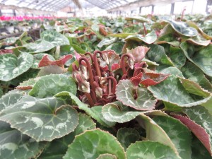 14699429_1118763324868399_1252022435_o