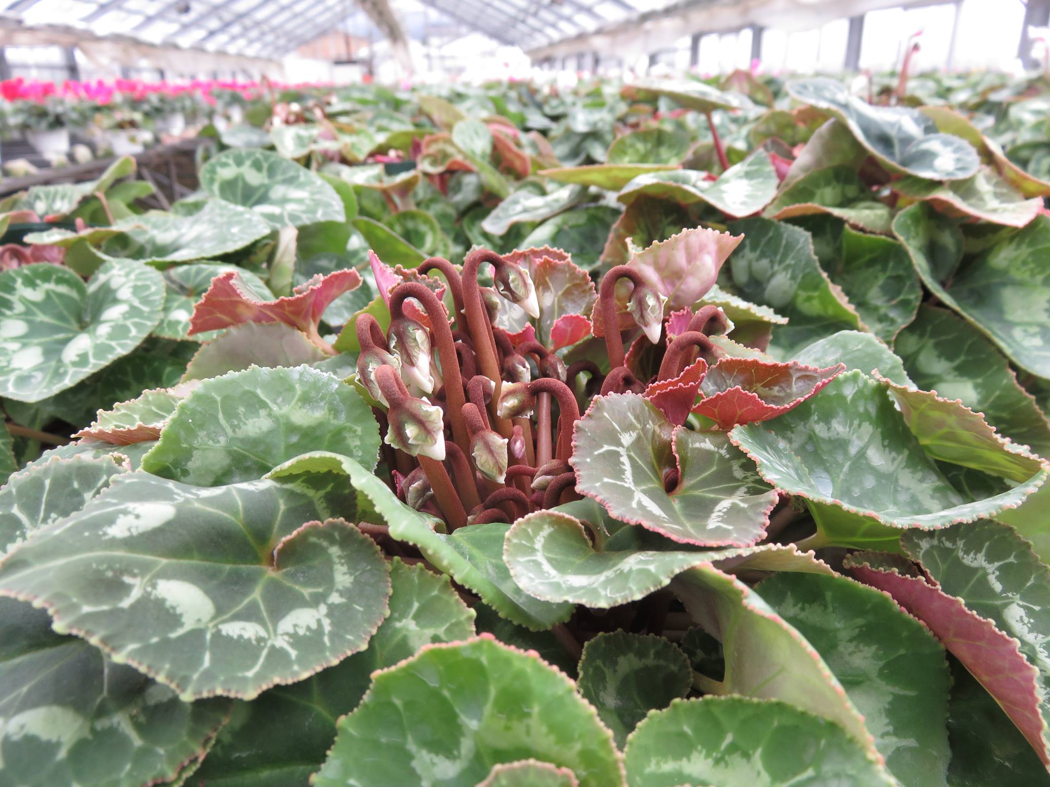 シクラメンの花芽♪