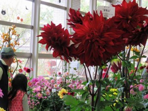 14716192_1122696894475042_1393488080012754182_n