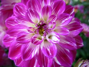 14717316_1122696791141719_7105860843811758585_n