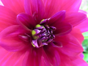 14724476_1122696767808388_6375326169012442312_n