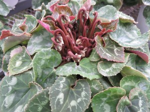 14786923_1118763344868397_182702254_o