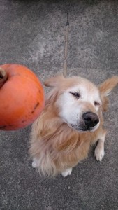 14800993_1120201154724616_3816558_n