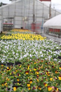 14801236_1121535394591192_1347283055_n