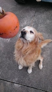 14804845_1120201124724619_139231309_n