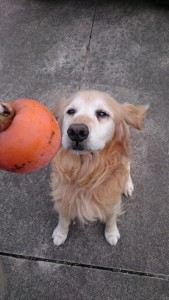 14804859_1120201118057953_232673766_n