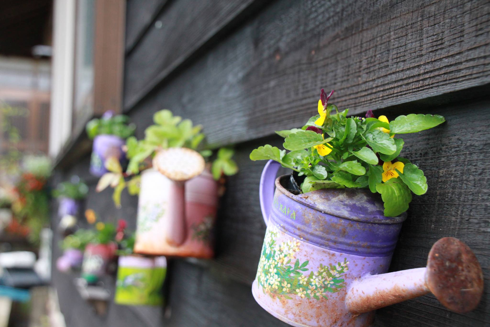 ビオラがカワイイ♪