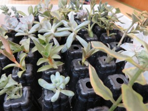 14813309_1127372777340787_231612856_o