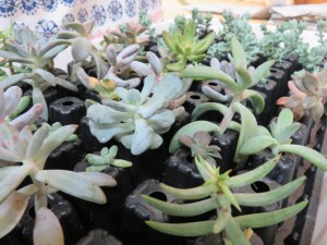 14859603_1127372790674119_1267821696_o