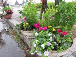 14876071_1129643350447063_2039601847_o