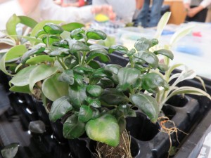 14881439_1127372784007453_572826610_o