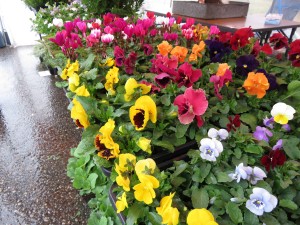 14895505_1129643040447094_227948877_o