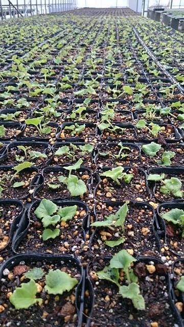 サイネリア定植