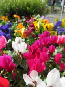 15037066_1143140422430689_6580863981401387700_n