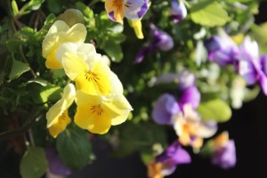 15039471_1159827987442179_6823691669764020446_o